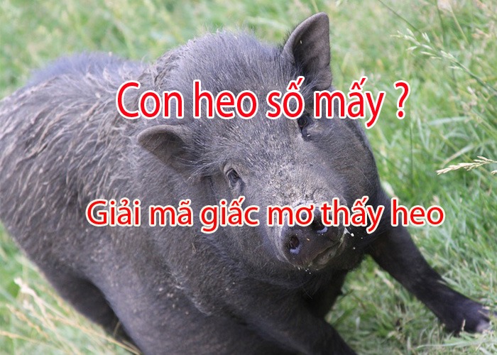 Giải mã giấc mơ: Nằm mơ thấy lợn (heo) có ý nghĩa gì?  – Nằm mơ thấy lợn đánh con gì?